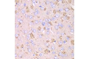 Immunohistochemistry of paraffin-embedded rat brain using TXN2 antibody. (TXN2 Antikörper)