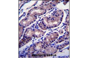 FOXA2 Antibody (Center) (ABIN655072 and ABIN2844704) immunohistochemistry analysis in formalin fixed and paraffin embedded human stomach tissue followed by peroxidase conjugation of the secondary antibody and DAB staining. (FOXA2 Antikörper  (AA 128-157))