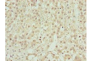 Immunohistochemistry of paraffin-embedded human adrenal gland tissue using ABIN7176547 at dilution of 1:100 (ZNF821 Antikörper  (AA 1-370))