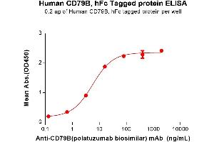 ELISA plate pre-coated by 2 μg/mL (100 μL/well) Human CD79B Protein, hFc Tag (ABIN6964398, ABIN7042853 and ABIN7042854) can bind Anti-CD79B(polatuzumab biosimilar) mAb ((ABIN7538759)) in a linear range of 0. (CD79b Protein (AA 29-159) (Fc Tag))