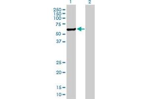 Western Blot analysis of CHKA expression in transfected 293T cell line by CHKA MaxPab polyclonal antibody. (Choline Kinase alpha Antikörper  (AA 1-457))
