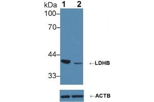 Knockout Varification: ;Lane 1: Wild-type Jurkat cell lysate; ;Lane 2: LDHB knockout Jurkat cell lysate; ;Predicted MW: 37kDa ;Observed MW: 35kDa;Primary Ab: 1µg/ml Rabbit Anti-Human LDHB Ab;Second Ab: 0. (LDHB Antikörper  (AA 1-334))