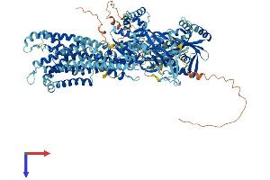 ATP8B2 Protein (AA 1-1209) (His tag)
