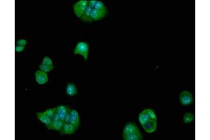 Immunofluorescence staining of MCF-7 cells with ABIN7152390 at 1:100, counter-stained with DAPI. (FCHO1 Antikörper  (AA 45-180))