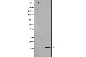 Western blot analysis of extracts of SW480 , using MDK antibody. (Midkine Antikörper  (Internal Region))