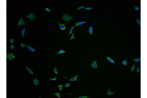 Immunofluorescence (IF) image for anti-Fibronectin Type III Domain Containing 5 (FNDC5) (AA 113-127) antibody (ABIN7152895)
