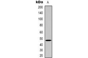 Western blot analysis of GDF7 expression in Hela (A) whole cell lysates. (GDF7 Antikörper)