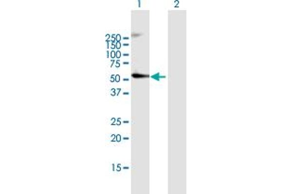 CRBN Antikörper  (AA 1-442)