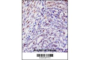Mouse Hoxd10 Antibody immunohistochemistry analysis in formalin fixed and paraffin embedded mouse uterus tissue followed by peroxidase conjugation of the secondary antibody and DAB staining. (HOXD10 Antikörper  (AA 201-230))
