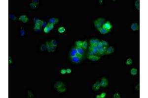 Immunofluorescent analysis of HepG2 cells using ABIN7163993 at dilution of 1:100 and Alexa Fluor 488-congugated AffiniPure Goat Anti-Rabbit IgG(H+L) (KCNH2 Antikörper  (AA 894-1137))
