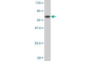 Western Blotting (WB) image for anti-Carboxypeptidase A1 (Pancreatic) (CPA1) (AA 1-419) antibody (ABIN514543)