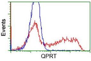 HEK293T cells transfected with either RC202960 overexpress plasmid (Red) or empty vector control plasmid (Blue) were immunostained by anti-QPRT antibody (ABIN2453565), and then analyzed by flow cytometry. (QPRT Antikörper)