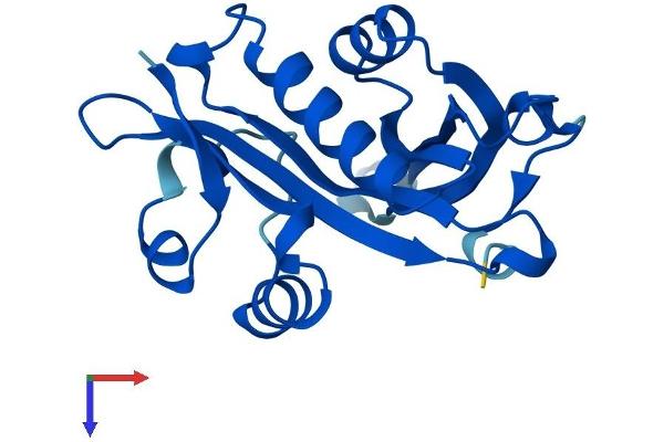 NAT5 Protein (AA 1-178) (His tag)