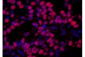 Immunofluorescence (IF) image for anti-High Mobility Group Nucleosome Binding Domain 1 (HMGN1) (AA 90-100) antibody (ABIN7448975) (HMGN1 Antikörper  (AA 90-100))