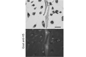 Immunofluorescence (IF) image for anti-V5 Epitope Tag antibody (ABIN6254253) (V5 Epitope Tag Antikörper)
