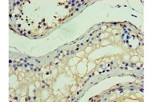 Immunohistochemistry of paraffin-embedded human testis tissue using ABIN7155278 at dilution of 1:100 (MYST2 Antikörper  (AA 1-214))