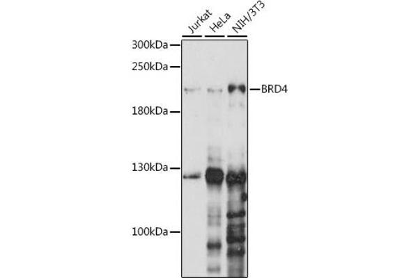BRD4 Antikörper  (AA 1100-1200)