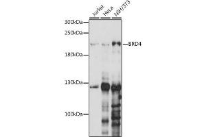 Western blot analysis of extracts of various cell lines, using BRD4 antibody (ABIN6127508, ABIN6137653, ABIN6137654 and ABIN7101457) at 1:1000 dilution. (BRD4 Antikörper  (AA 1100-1200))