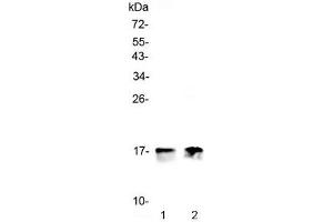 Western blot testing of 1) rat heart and 2) mouse heart lysate with COX4I1 antibody at 0.
