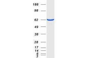 Western Blotting (WB) image for 5'-Nucleotidase, Cytosolic II (NT5C2) (Transcript Variant 1) protein (Myc-DYKDDDDK Tag) (ABIN2727658)