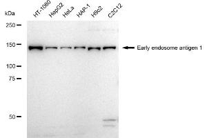 Western blotting analysis using Early endosome antigen 1 antibody (ABIN7798421). (Rekombinanter EEA1 Antikörper)