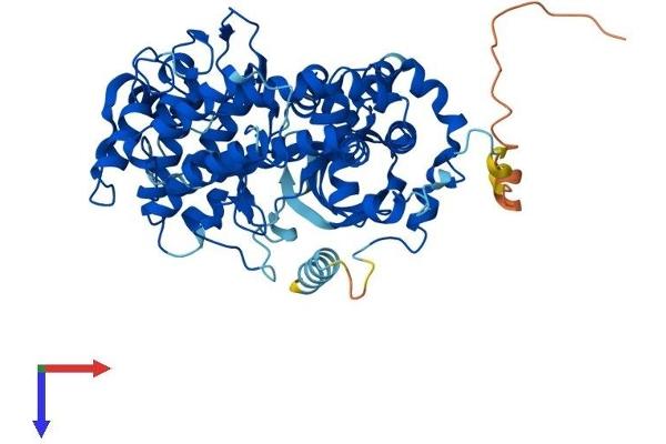 GRK6 Protein (AA 1-576) (His tag)