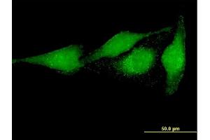 Immunofluorescence of purified MaxPab antibody to PRUNE on HeLa cell. (PRUNE Antikörper  (AA 1-453))