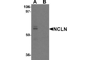 Western blot analysis of NCLN in mouse heart tissue lysate with NCLN antibody at 0. (Nicalin Antikörper  (N-Term))