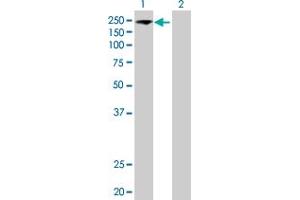 Western Blot analysis of EIF5B expression in transfected 293T cell line by EIF5B MaxPab polyclonal antibody. (EIF5B Antikörper  (AA 1-1220))