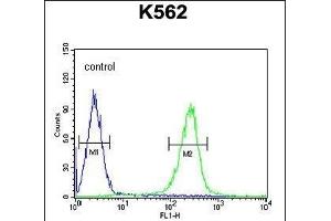 WDR49 Antibody (C-term) (ABIN654826 and ABIN2844501) flow cytometric analysis of K562 cells (right histogram) compared to a negative control cell (left histogram). (WDR49 Antikörper  (C-Term))