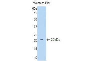 Western Blotting (WB) image for anti-Interleukin 18 Binding Protein (IL18BP) (AA 29-193) antibody (ABIN1859370)