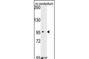 Western blot analysis of anti-SEA Antibody (C-term) (ABIN389214 and ABIN2839370) pre-incubated with(right lane) and without(left lane) blocking peptide in mouse cerebellum tissue lysate. (SEMA6A Antikörper  (C-Term))