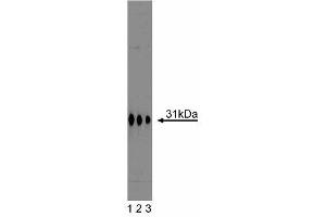 Western blot analysis of Syntaxin 6 on a A431 cell lysate (Human epithelial carcinoma, ATCC CRL-1555).