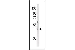NPX1 antibody  (AA 174-203)