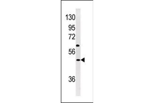 NPX1 antibody  (AA 174-203)