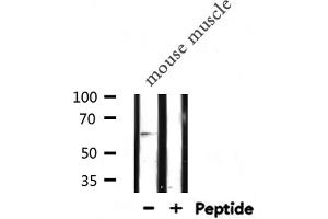 Western blot analysis of TCF4/12 expression in Mouse muscle lysate (TCF4/12 Antikörper)