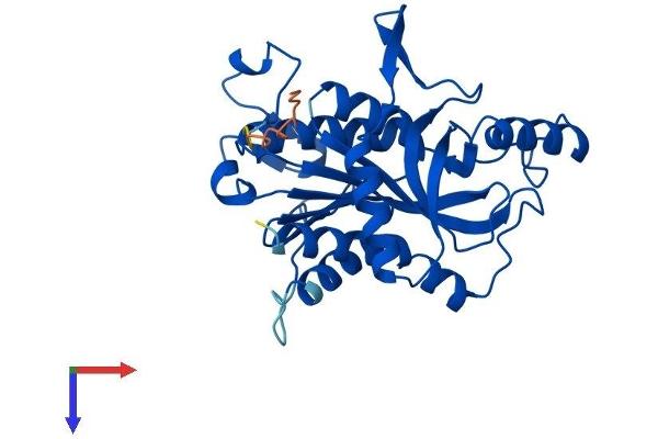 UPP1 Protein (AA 1-310) (His tag)