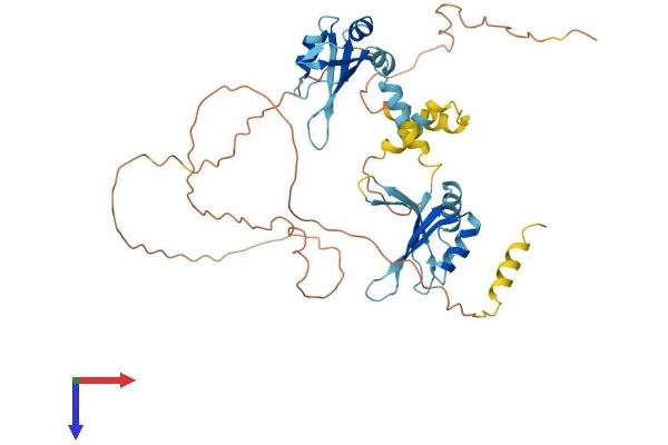 RBM23 Protein (AA 1-439) (His tag)