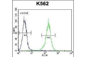 NKAIN1 Antibody (C-term) (ABIN656410 and ABIN2845704) flow cytometric analysis of K562 cells (right histogram) compared to a negative control cell (left histogram). (NKAIN1 Antikörper  (C-Term))