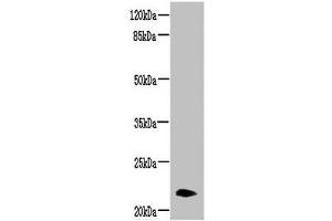 Western blot All lanes: NRSN2 antibody at 3 μg/mL + Mouse liver tissue Secondary Goat polyclonal to rabbit IgG at 1/10000 dilution Predicted band size: 22 kDa Observed band size: 22 kDa (NRSN2 Antikörper  (AA 1-65))