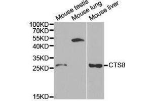 Western Blotting (WB) image for anti-Cystatin 8 (CST8) antibody (ABIN1872052) (CST8 Antikörper)