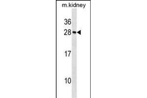 Mouse Rcvrn Antibody (N-term) (ABIN1539345 and ABIN2838308) western blot analysis in mouse kidney tissue lysates (35 μg/lane).