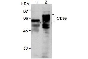 Western Blotting (WB) image for anti-Complement Decay-Accelerating Factor (CD55) antibody (ABIN1106464) (CD55 Antikörper)