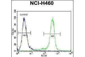 NBN Antibody (C-term) (ABIN655721 and ABIN2845169) flow cytometric analysis of NCI- cells (right histogram) compared to a negative control cell (left histogram). (Nibrin Antikörper  (C-Term))