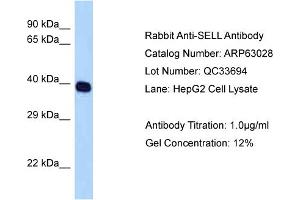 Western Blotting (WB) image for anti-Selectin L (SELL) (C-Term) antibody (ABIN2789342)
