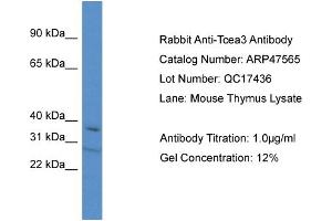 Western Blotting (WB) image for anti-Transcription Elongation Factor A (SII), 3 (TCEA3) (C-Term) antibody (ABIN2783022) (TCEA3 Antikörper  (C-Term))