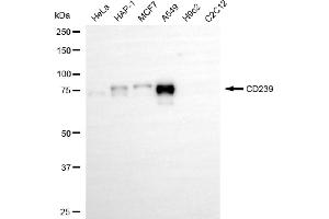 Western blotting analysis using CD239 antibody (ABIN7797731). (Rekombinanter BCAM Antikörper)