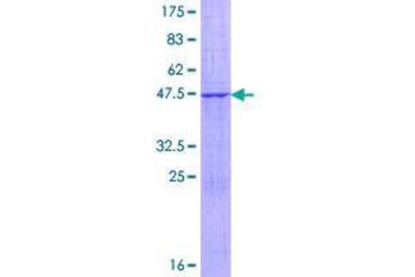FBXO36 Protein (AA 1-188) (GST tag)