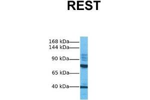 Western Blotting (WB) image for anti-RE1-Silencing Transcription Factor (REST) (Middle Region) antibody (ABIN2779670)