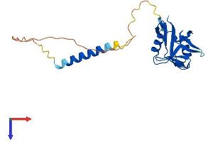 CD69 Protein (CD69) (AA 1-199) (His tag)
